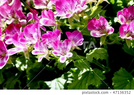Pink pelargonium blooming in Mitaka Nakahara 47136352