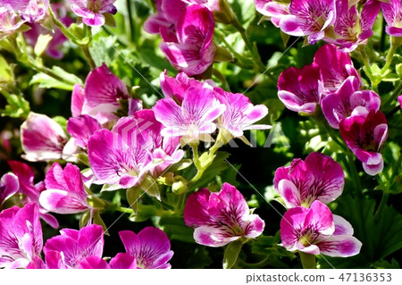 Pink pelargonium blooming in Mitaka Nakahara 47136353