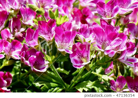 Pink pelargonium blooming in Mitaka Nakahara 47136354