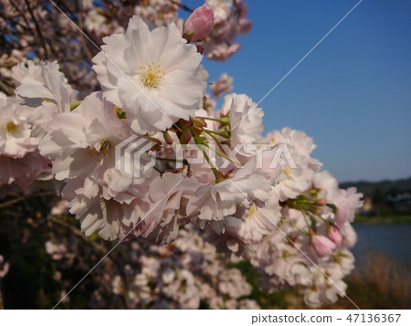 Double cherry blossoms in full bloom Double cherry blossoms in full bloom 47136367