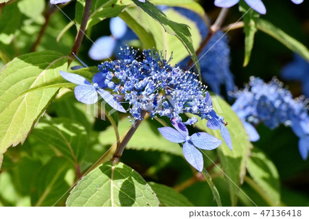Blue sea bream hydrangea in Mitaka Nakahara 47136418