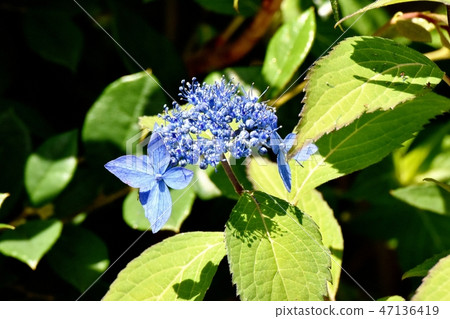 藍色海鯛八仙花屬在三鷹中原 47136419