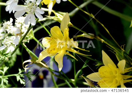 開花在三鷹中原的黃色馬鯖魚 47136545
