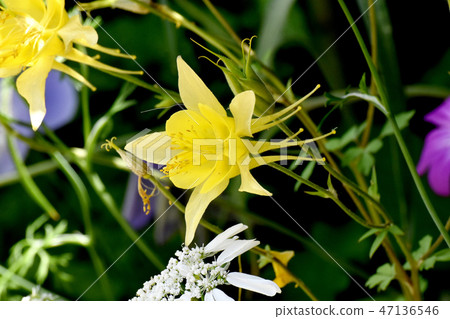 開花在三鷹中原的黃色馬鯖魚 47136546