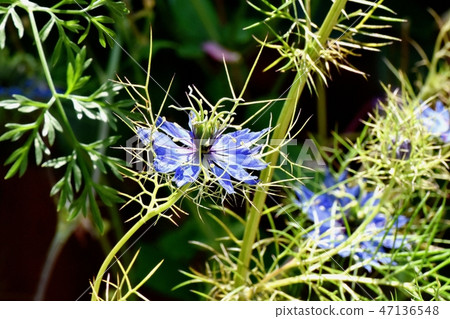 在三鷹中原開花的藍色Nigella花 47136548