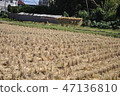 Rice field where rice crop was over Rice field where rice crop was over 47136810