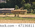 Rice cake in rice field Rice cake in rice field 47136811