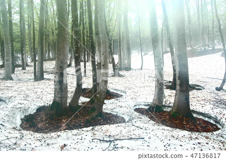 Early spring forest, fresh green and snow and roots Early spring forest, fresh green and snow and roots 47136817