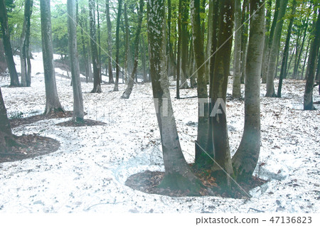 Early spring forest, fresh green and snow and roots 47136823