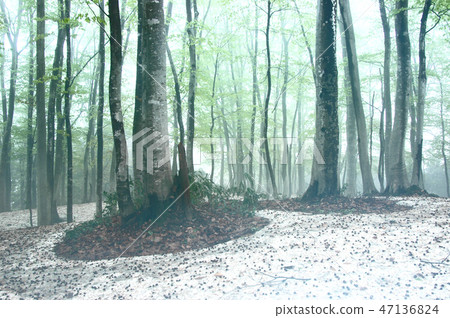 Early spring forest, fresh green and snow and roots 47136824