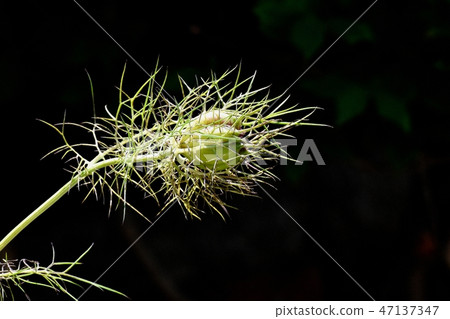 在三鷹中原開花的Nigella種子 47137347