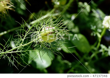 在三鷹中原開花的Nigella種子 47137348
