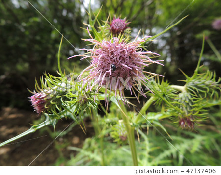 薊 薊 47137406