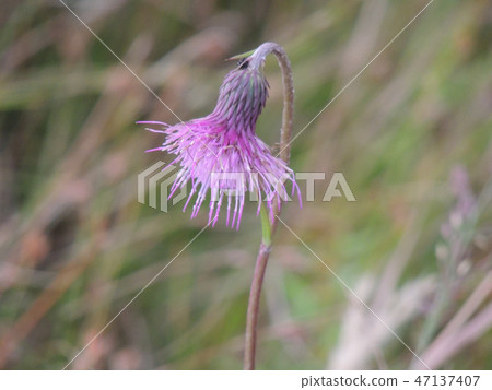 Kissa thistle Kissa thistle 47137407