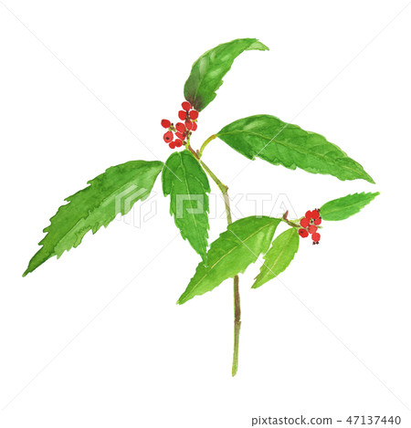 Sarcandra glabra千 Sarcandra glabra千 47137440