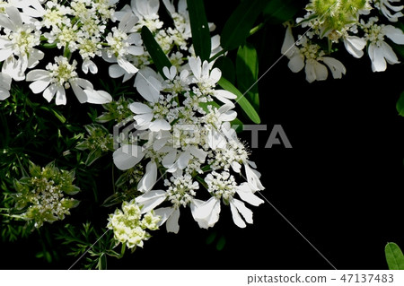 White Olrea (Olrea White Race) Blooming in Mitaka Nakahara 47137483