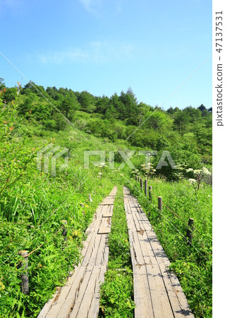 長野縣夏季的八島原濕地 47137531
