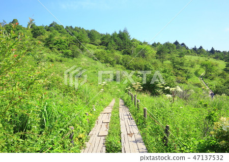 長野縣夏季的八島原濕地 47137532