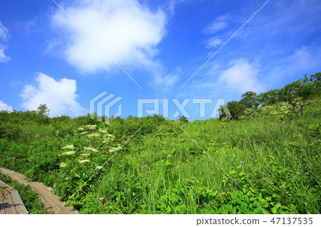 長野縣夏季的八島原濕地 47137535