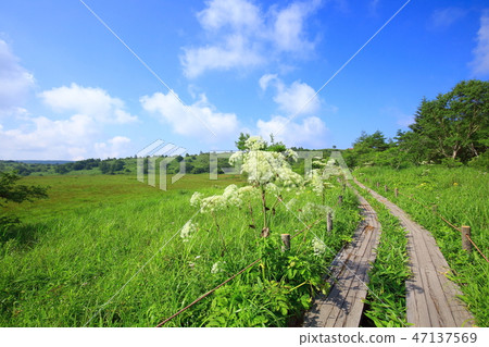 長野縣夏季的八島原濕地 47137569