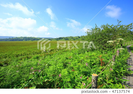 長野縣夏季的八島原濕地 47137574