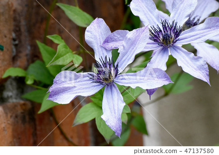 Light blue clematis blooming in Mitaka Nakahara Light blue clematis blooming in Mitaka Nakahara 47137580