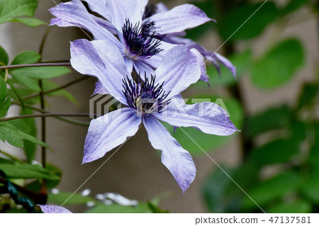 Light blue clematis blooming in Mitaka Nakahara Light blue clematis blooming in Mitaka Nakahara 47137581