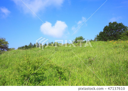 長野縣夏季的八島原濕地 47137610