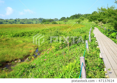 長野縣夏季的八島原濕地 47137614