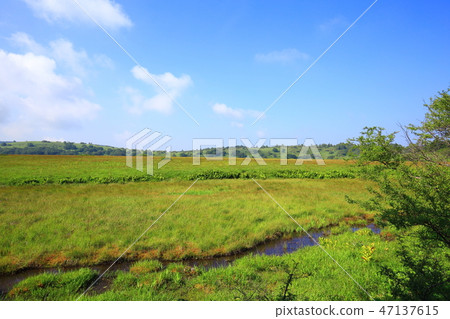 長野縣夏季的八島原濕地 47137615