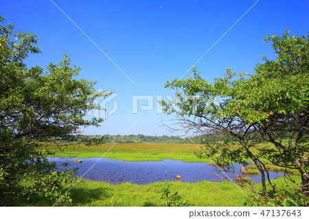 長野縣夏季的八島原濕地 47137643