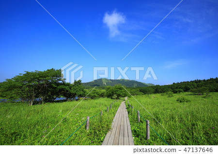 長野縣夏季的八島原濕地 47137646