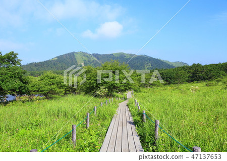 長野縣夏季的八島原濕地 47137653