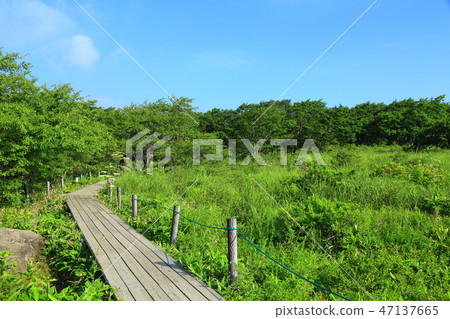 長野縣夏季的八島原濕地 47137665