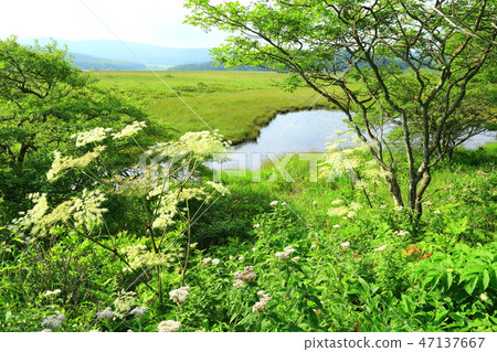 長野縣夏季的八島原濕地 47137667