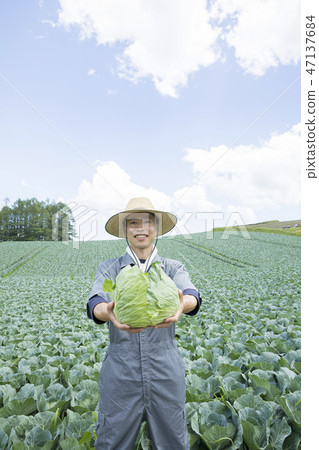 Cabbage field and cabbage and producers Cabbage field and cabbage and producers 47137684