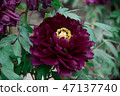 Flower of early spring 47137740