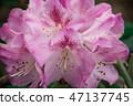 Flower of early spring 47137745