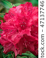 Flower of early spring 47137746