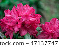 Flower of early spring 47137747