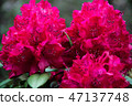 Flower of early spring 47137748