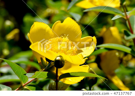 Yellow kinshibai blooming in Mitaka Nakahara Yellow kinshibai blooming in Mitaka Nakahara 47137767