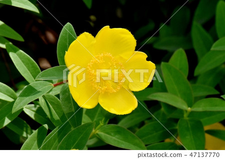 Yellow kinshibai blooming in Mitaka Nakahara 47137770