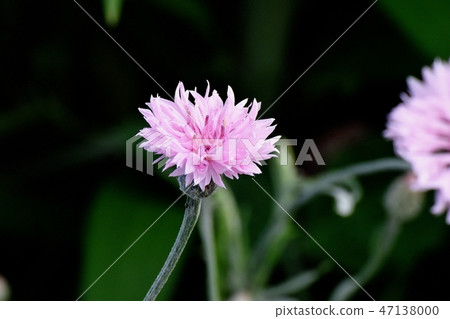 開花在三鷹中原的桃紅色甲蟲 47138000