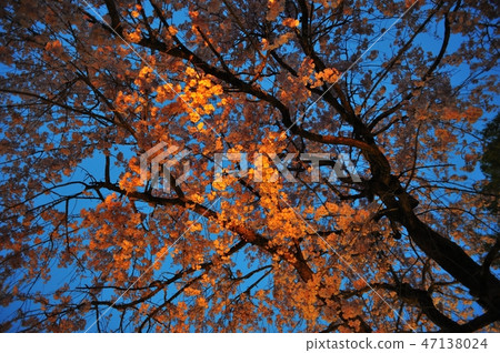 Slightly lit cherry blossoms 47138024