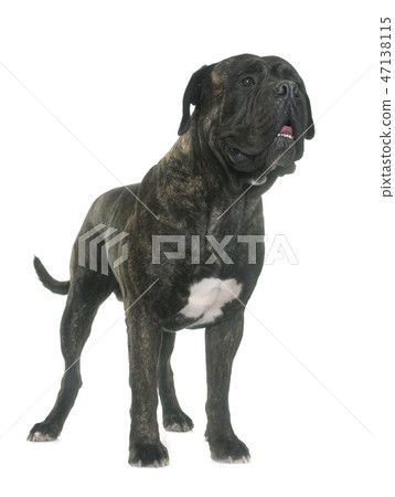 bull mastiff in studio bull mastiff in studio 47138115