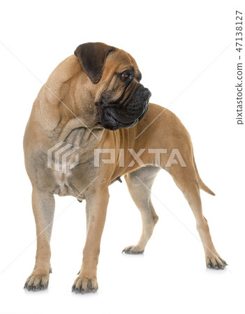 bull mastiff in studio bull mastiff in studio 47138127