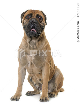 bull mastiff in studio 47138130