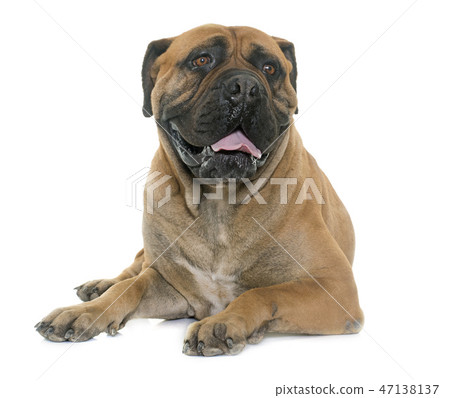 bull mastiff in studio bull mastiff in studio 47138137