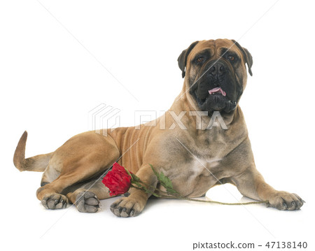 bull mastiff in studio bull mastiff in studio 47138140